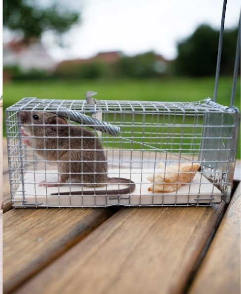 souris